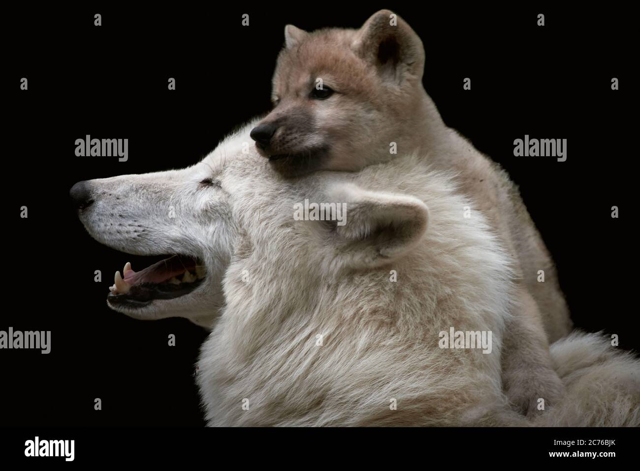 Mignon Petit Loup Arctique Canis Lupus Arctos Avec Sa Mere Isolee Sur Fond Noir Photo Stock Alamy