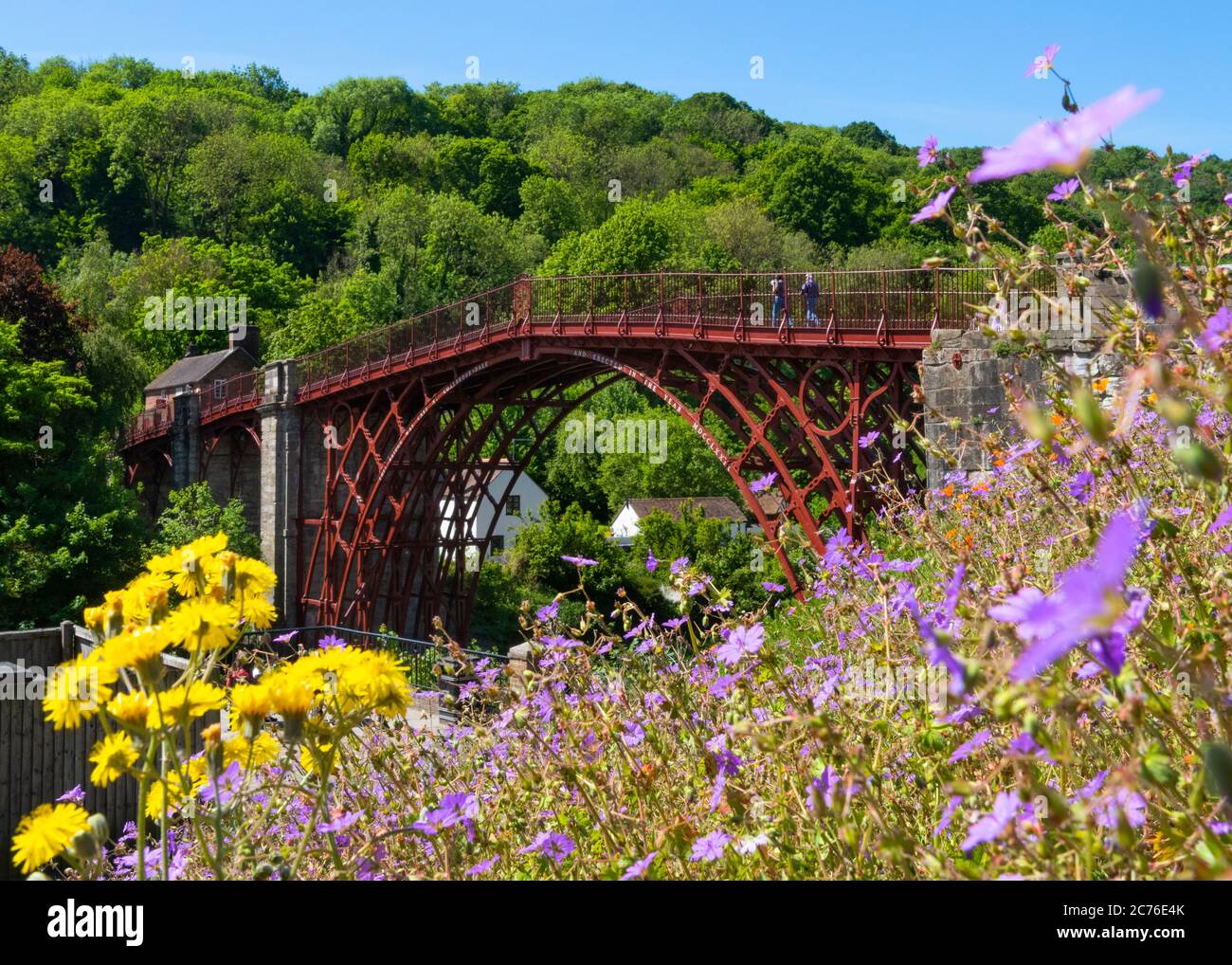 Fleurs sauvages à côté du pont de fer, Shropshire. Banque D'Images