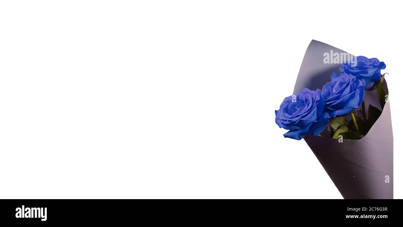 Bouquet de roses bleues classiques sur fond blanc Banque D'Images