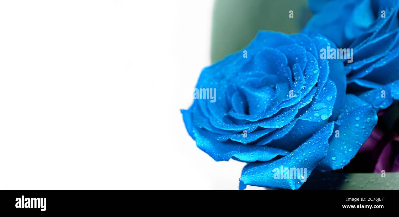 Bouquet de roses bleues classiques sur fond blanc Banque D'Images