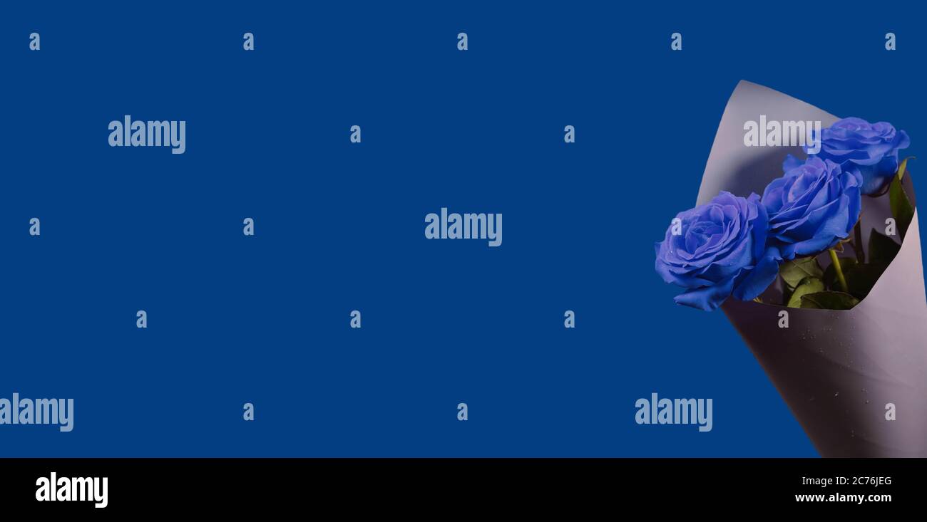 Bouquet de roses bleues sur fond bleu classique Banque D'Images