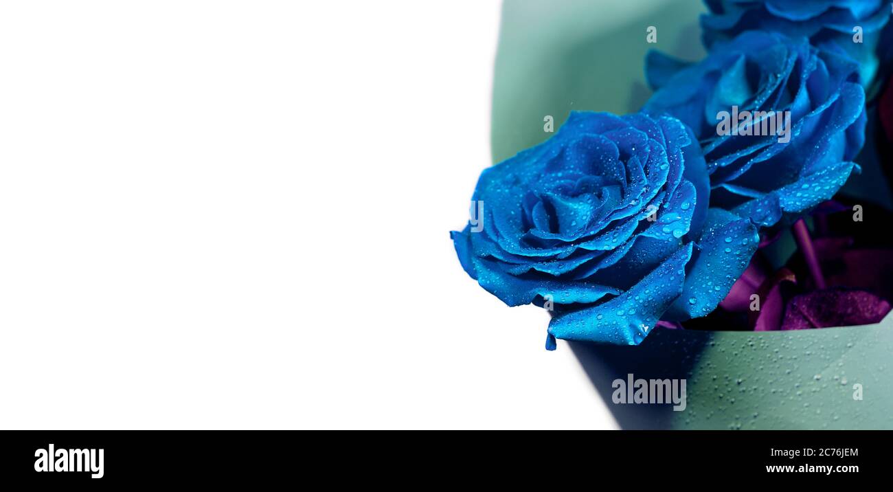 Bouquet de roses bleues classiques sur fond blanc Banque D'Images
