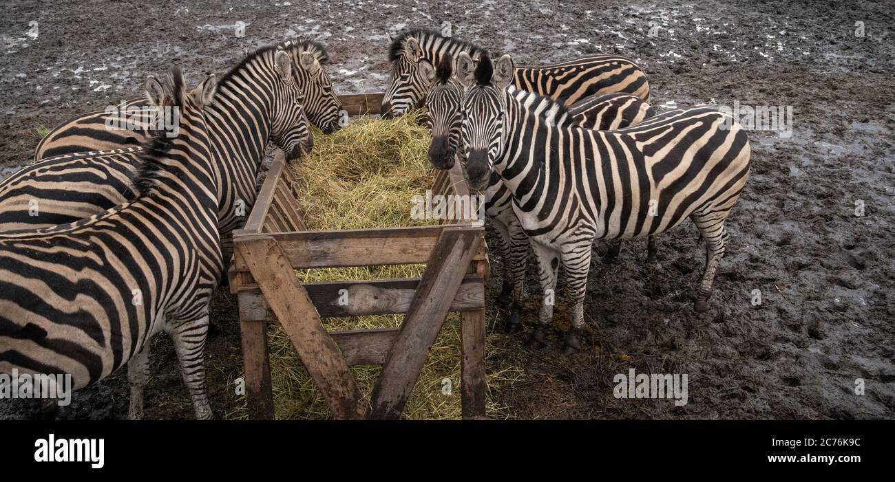 Troupeau de zèbres debout sur un terrain sale près du convoyeur avec du foin dans l'enceinte. Zèbres rayés mangeant du foin dans le parc de la réserve. Banque D'Images