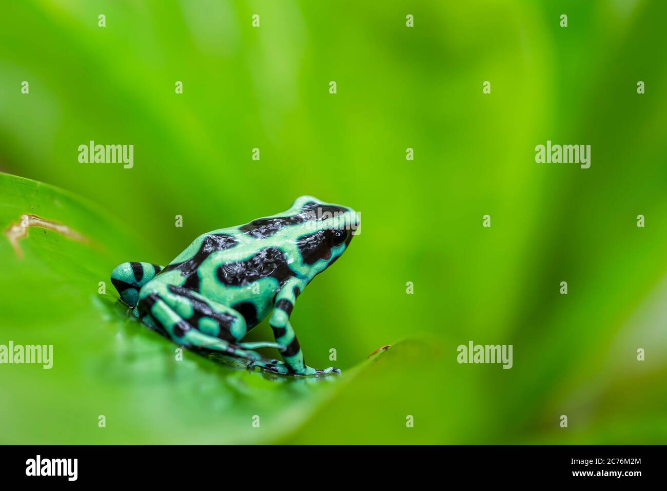 Grenouille verte et noire (Dendrobates auratus) sur une feuille de la forêt tropicale, au Costa Rica Banque D'Images