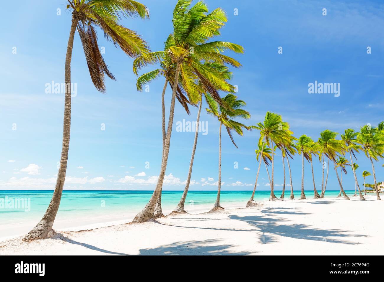 Noix de coco palmiers sur une plage de sable blanc à Cap Cana, République dominicaine Banque D'Images