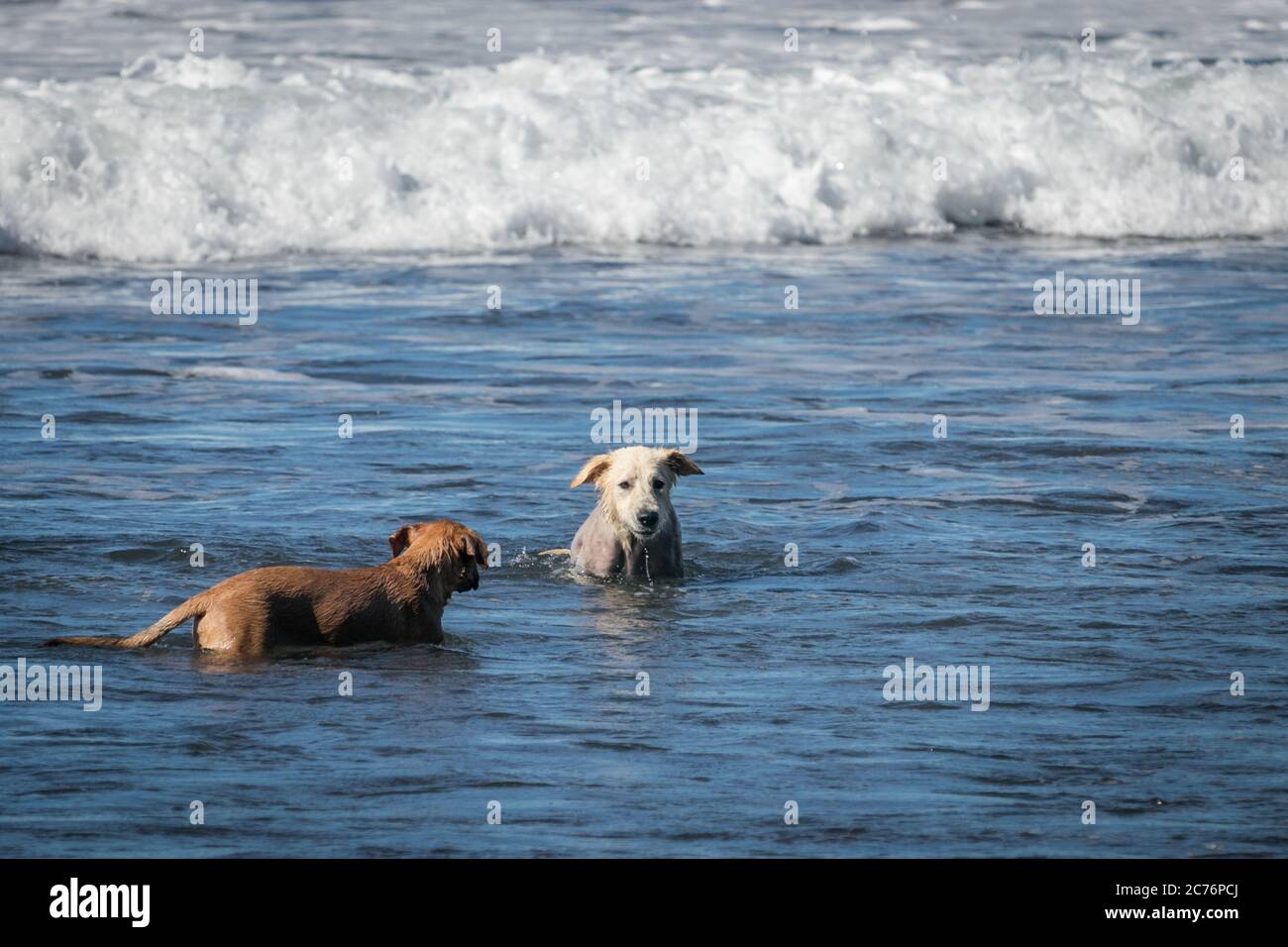 deux chiens sympathiques jouant à la plage Banque D'Images