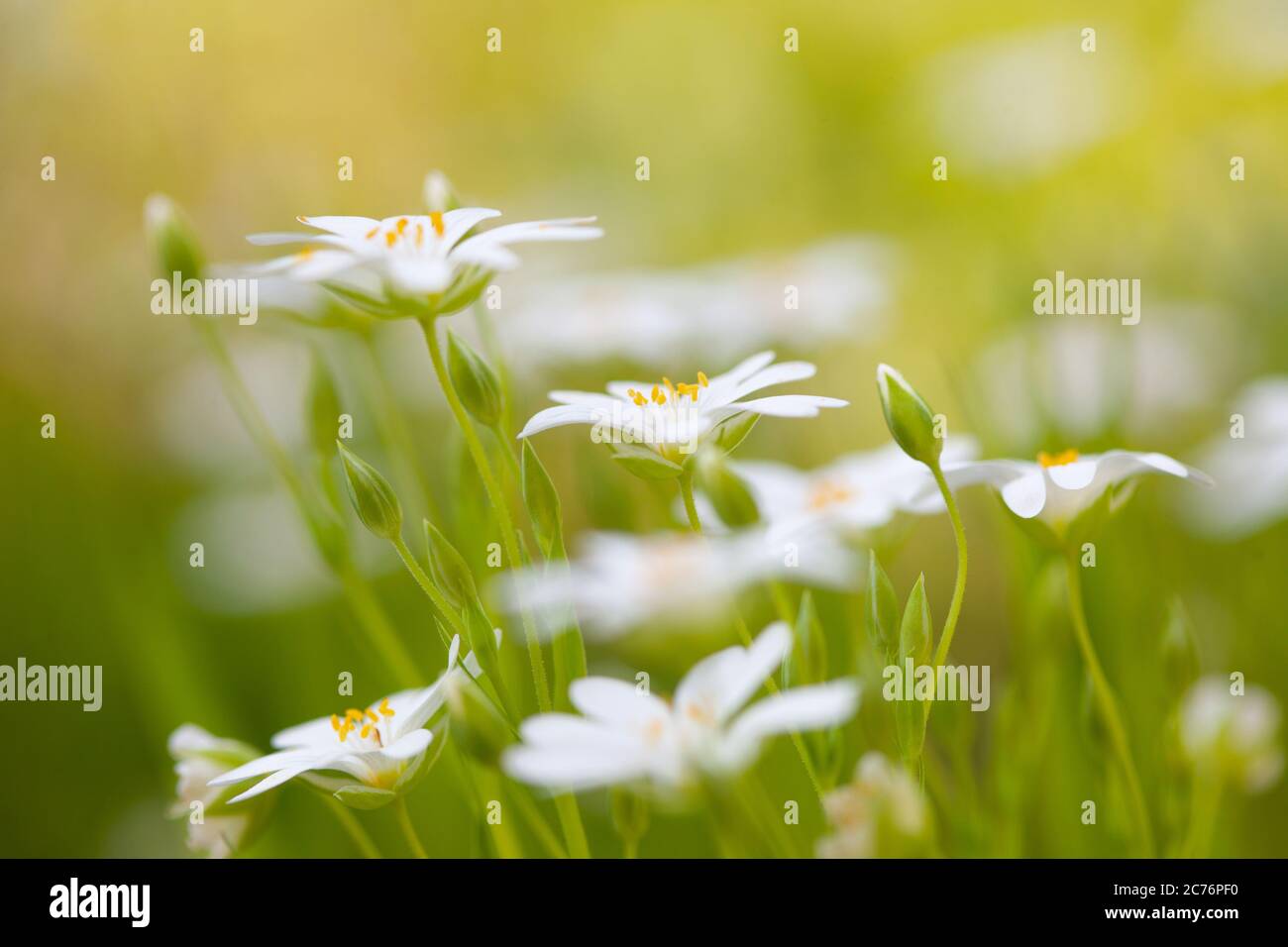 Fleurs blanches en forme de pâquerette le jour ensoleillé du printemps. Fleurs sauvages dans la prairie. Banque D'Images