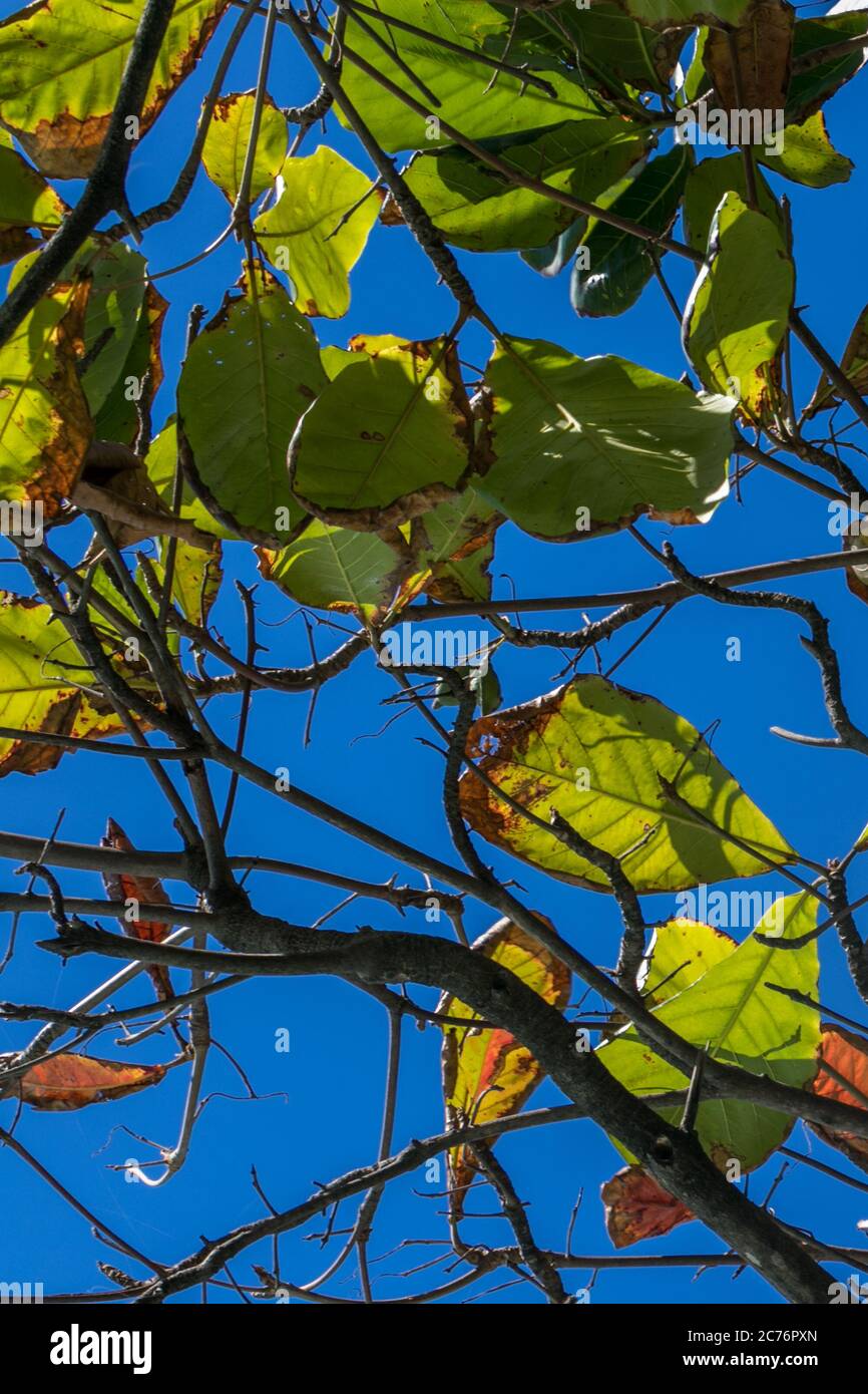 Les feuilles d'amande indienne sont si colorées Banque D'Images