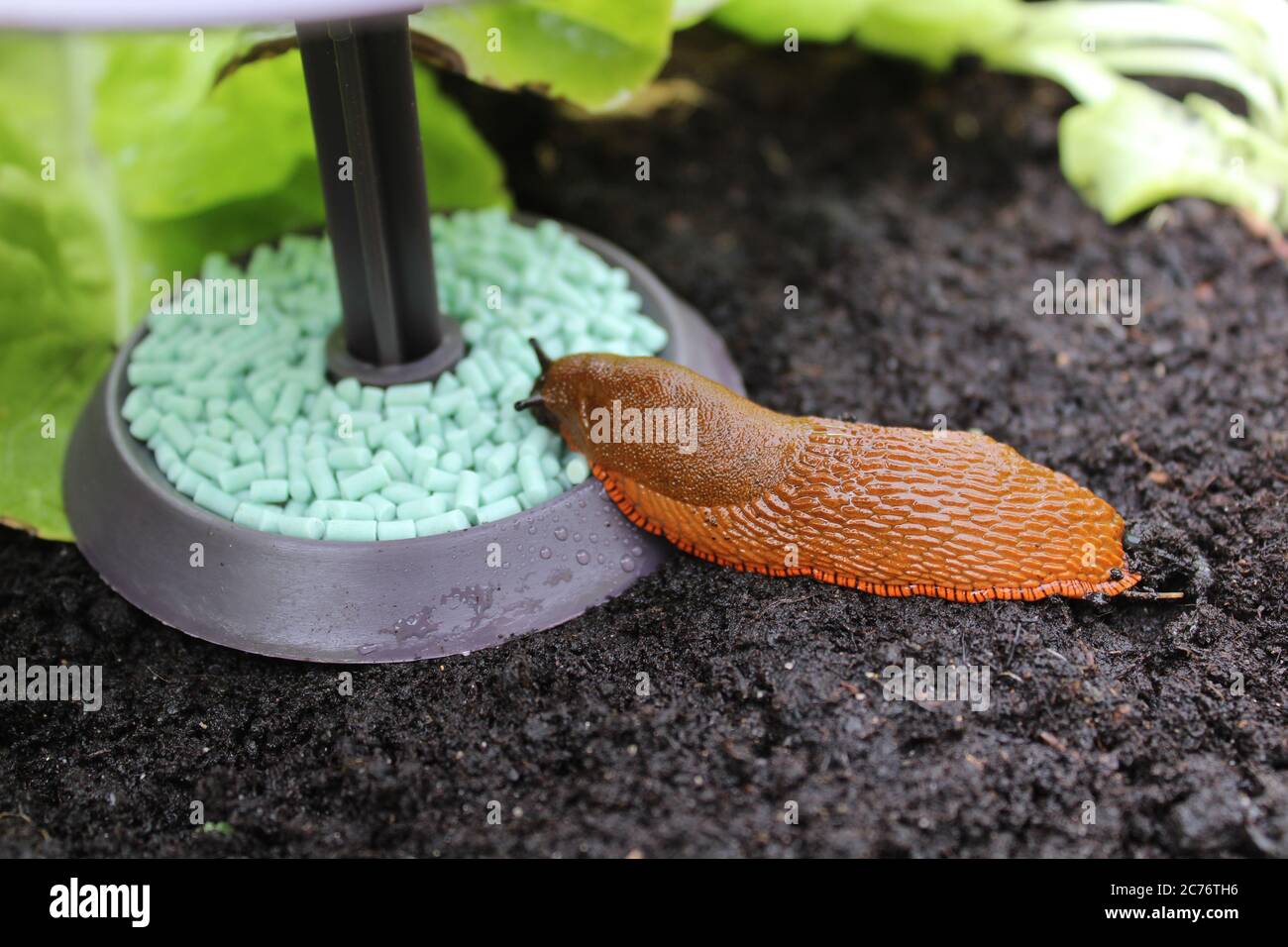 L'image montre un escargot sur un piège à escargot Photo Stock - Alamy