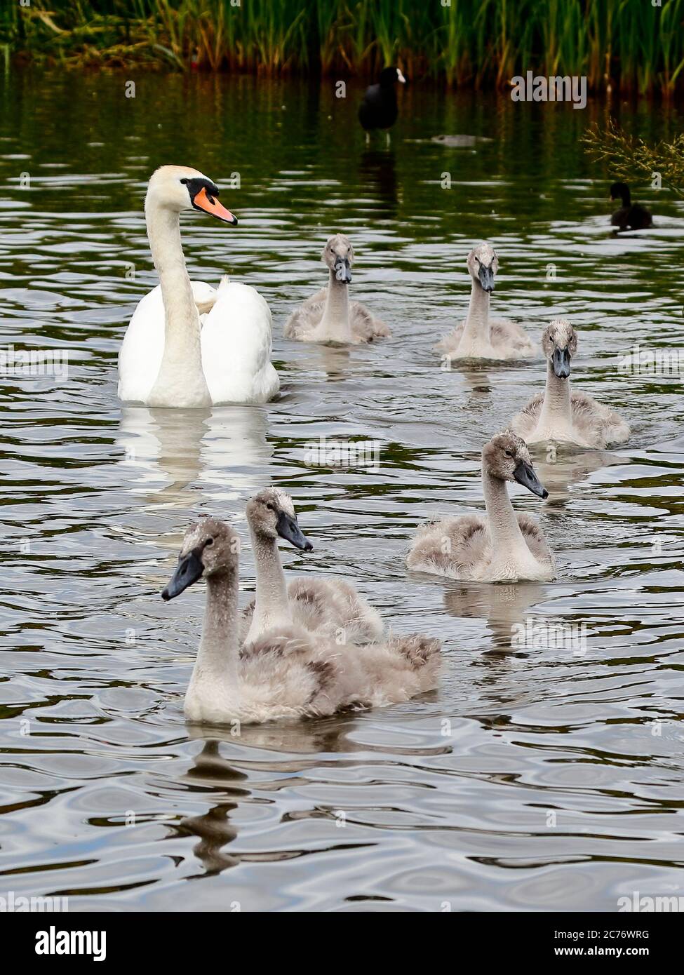 Famille Swan sur le lac Hemlington North Yorkshire Banque D'Images