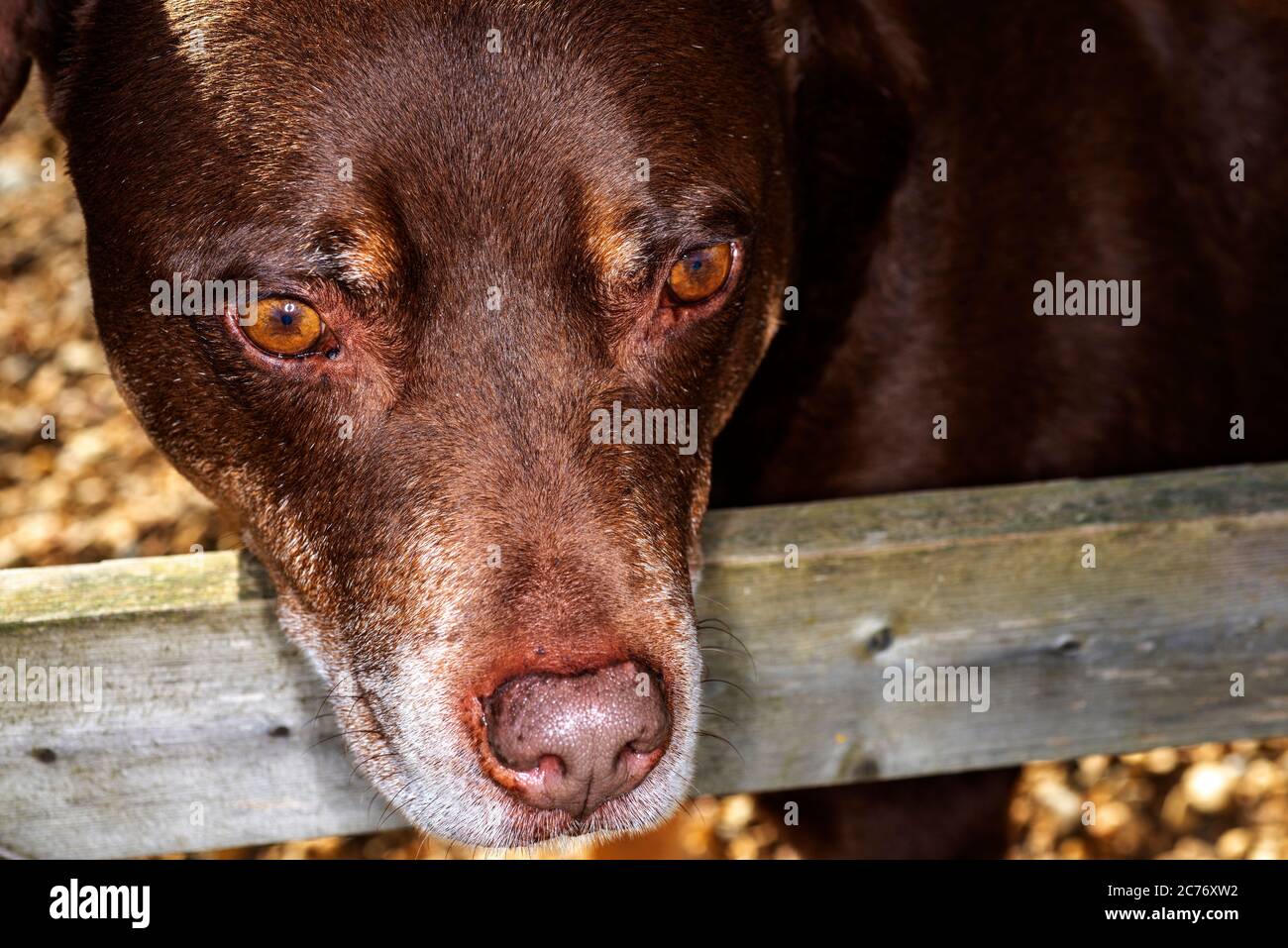 Staffordshire terrier cross Banque de photographies et d'images à haute  résolution - Alamy