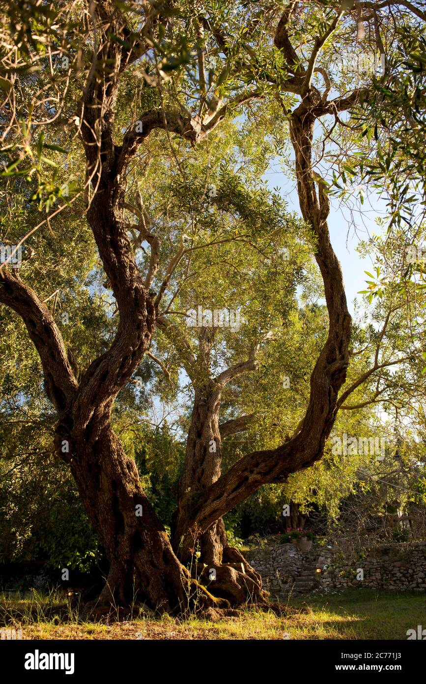 Un vieux olivier (Olea Europaea) qui pousse sur le domaine Orkos, Paxos, Grèce, Europe, Royaume-Uni et droits irlandais seulement. *** Légende locale *** 01485504 Banque D'Images