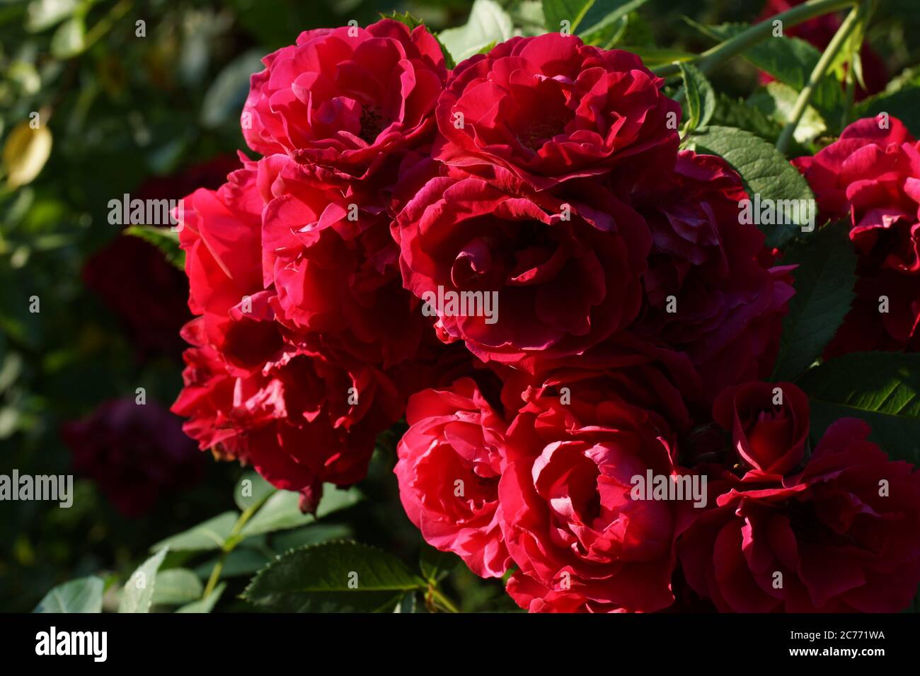 Gros plan sur la rose rouge Flammentaz. Une rose rouge fleurit dans le jardin. Fleur de rose Flammentaz. Banque D'Images