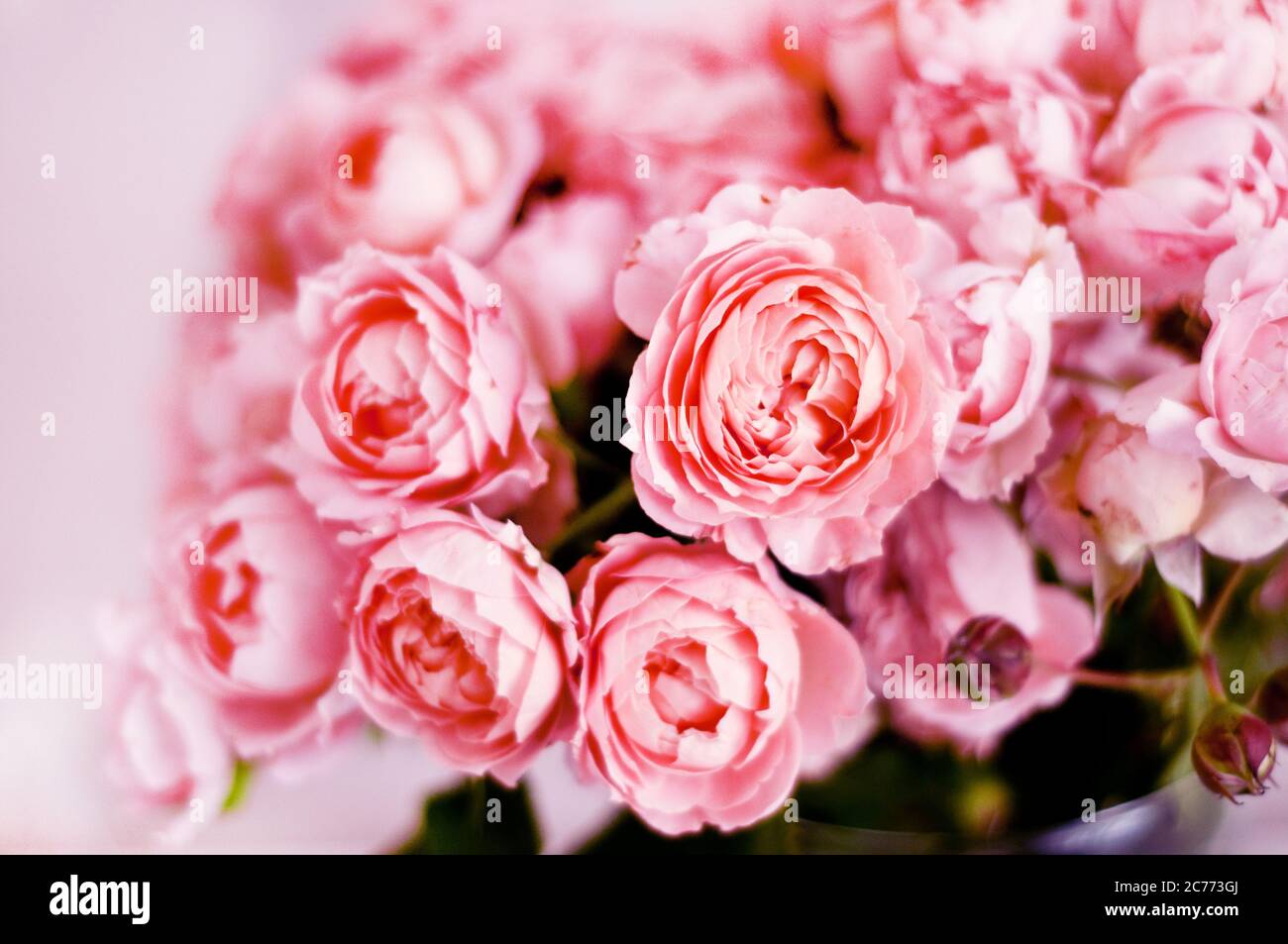 Bouquet de roses pivoines de juliette. Fleurs roses, fond floral. Flou et mise au point douce Banque D'Images