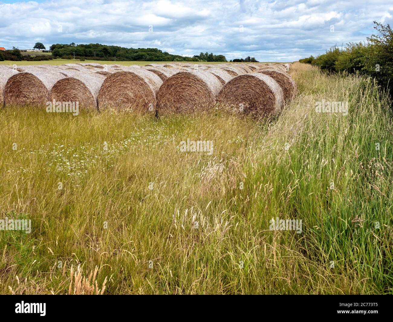 Balles de foin et chaume dans un champ, East Lothian, Écosse, Royaume-Uni. Banque D'Images