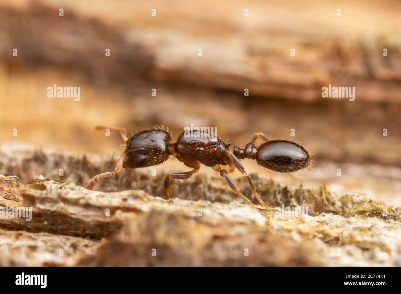 Acorn Ant (Temnothorax americanus), reine en désalate. Banque D'Images