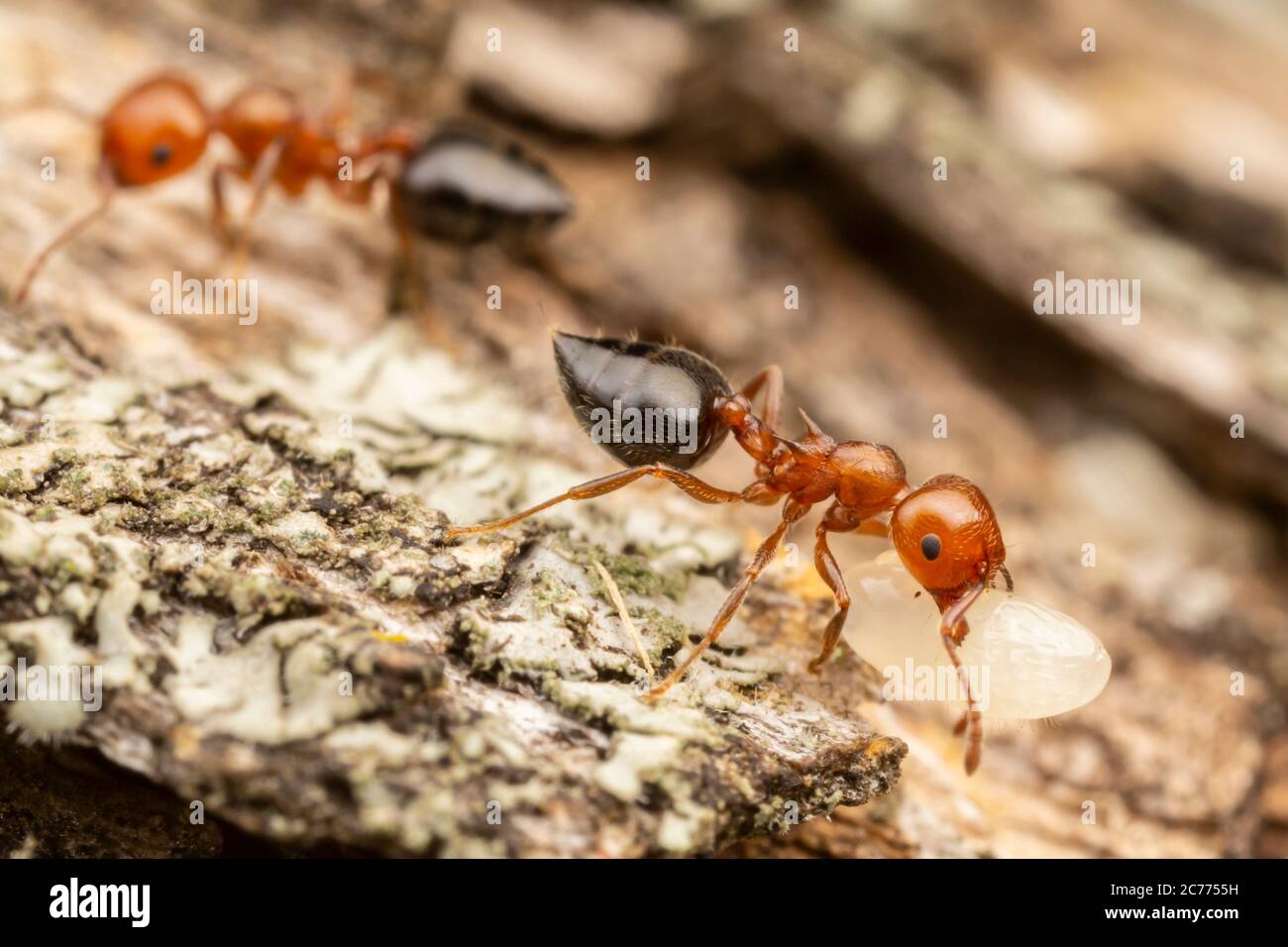 Les travailleurs d'Acrobat Ant (Crestogaster laeviuscula) délocalisent les paes dans leur colonie. Banque D'Images