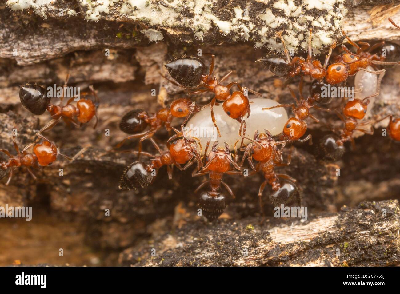 Les travailleurs d'Acrobat Ant (Crestogaster laeviuscula) délocalisent les paes dans leur colonie. Banque D'Images