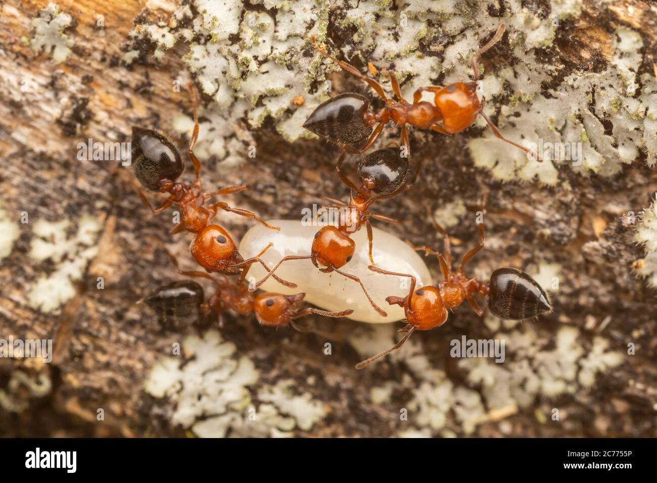 Les travailleurs d'Acrobat Ant (Crestogaster laeviuscula) délocalisent les paes dans leur colonie. Banque D'Images