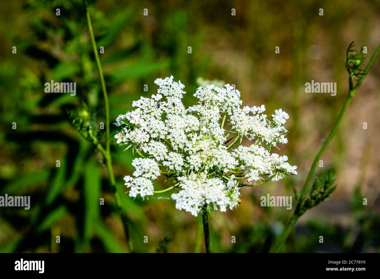 Gros plan sur la fleur sauvage dans la prairie Banque D'Images