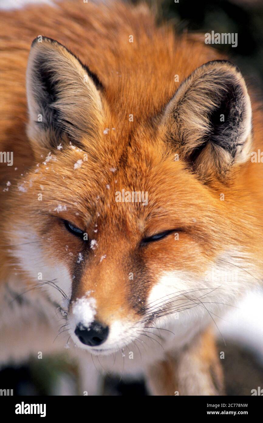 Renard rouge en hiver, portrait de la tête de gros plan Banque D'Images