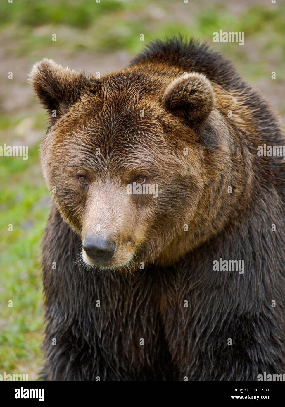Portrait d'un bel ours brun européen, regardant, gros plan de la tête Banque D'Images Portrait d'un bel ours brun européen, regardant, gros plan de la tête Banque D'Images