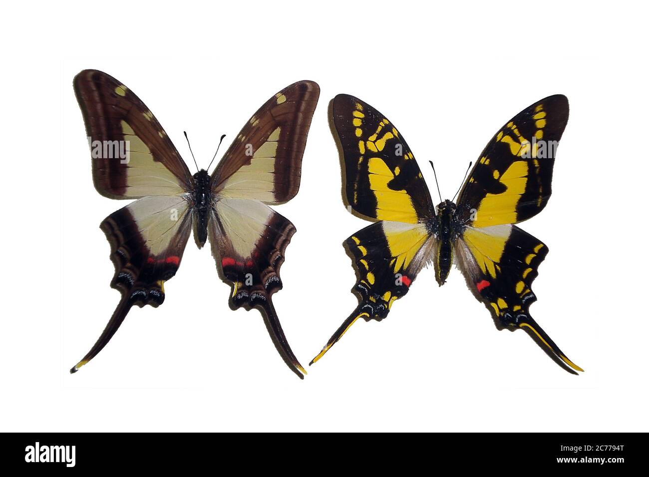 Insectes exotiques (papillons, coléoptères, araignées, scorpions) isolés sur fond blanc. Deux magnifiques papillons exotiques isolés sur un backgroun blanc Banque D'Images