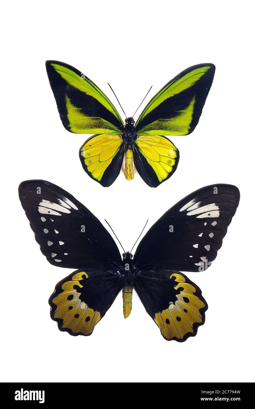 Insectes exotiques (papillons, coléoptères, araignées, scorpions) isolés sur fond blanc. Deux magnifiques papillons exotiques isolés sur un backgroun blanc Banque D'Images
