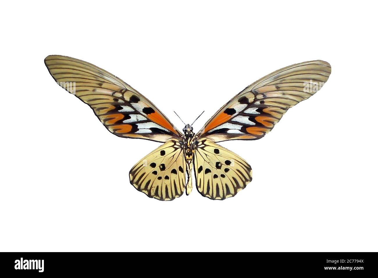 Insectes exotiques (papillons, coléoptères, araignées, scorpions) isolés sur fond blanc. Magnifique papillon marron exotique isolé sur fond blanc Banque D'Images
