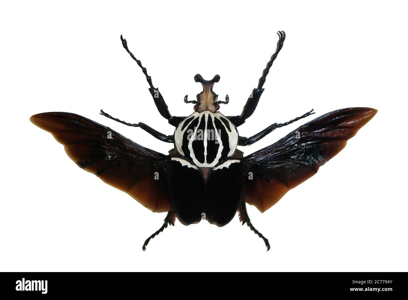 Insectes exotiques (papillons, coléoptères, araignées, scorpions) isolés sur fond blanc. Grand coléoptère exotique isolé sur fond blanc Banque D'Images