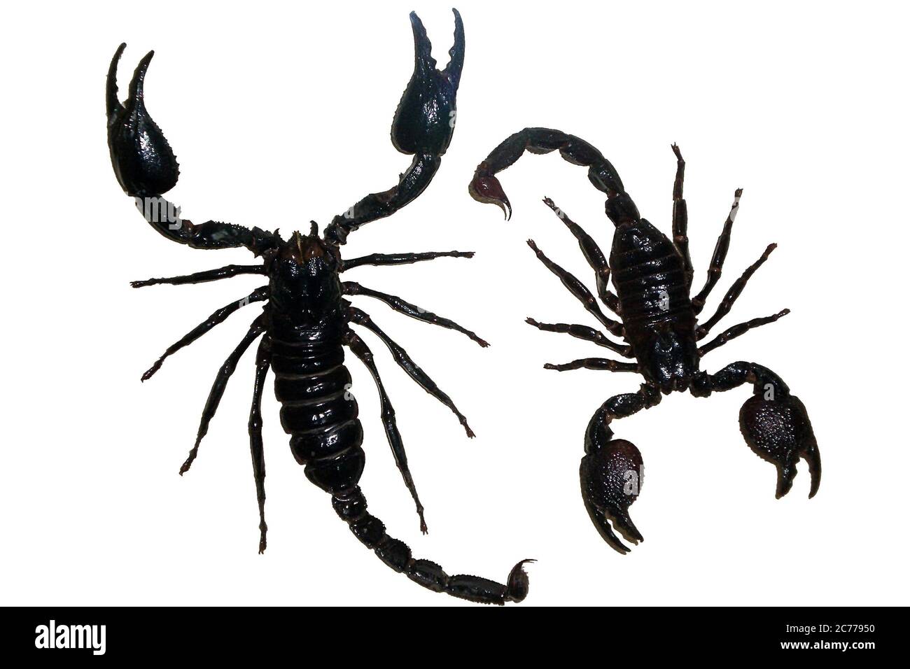 Insectes exotiques (papillons, coléoptères, araignées, scorpions) isolés sur fond blanc. Deux scorpions toxiques noirs isolés sur fond blanc Banque D'Images