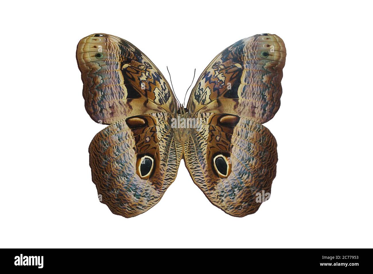 Insectes exotiques (papillons, coléoptères, araignées, scorpions) isolés sur fond blanc. Magnifique papillon marron exotique isolé sur fond blanc Banque D'Images