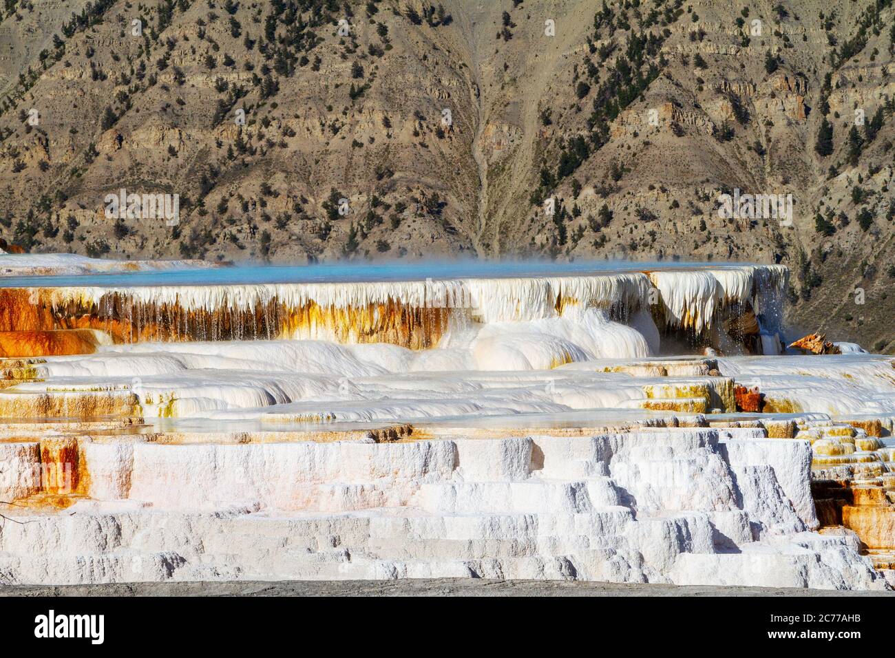 Des cascades d'eau chaude surent les terrasses en travertin de Canary Spring à Mammoth Hot Springs dans le parc national de Yellowstone. La terrasse en calcaire dispose de c Banque D'Images
