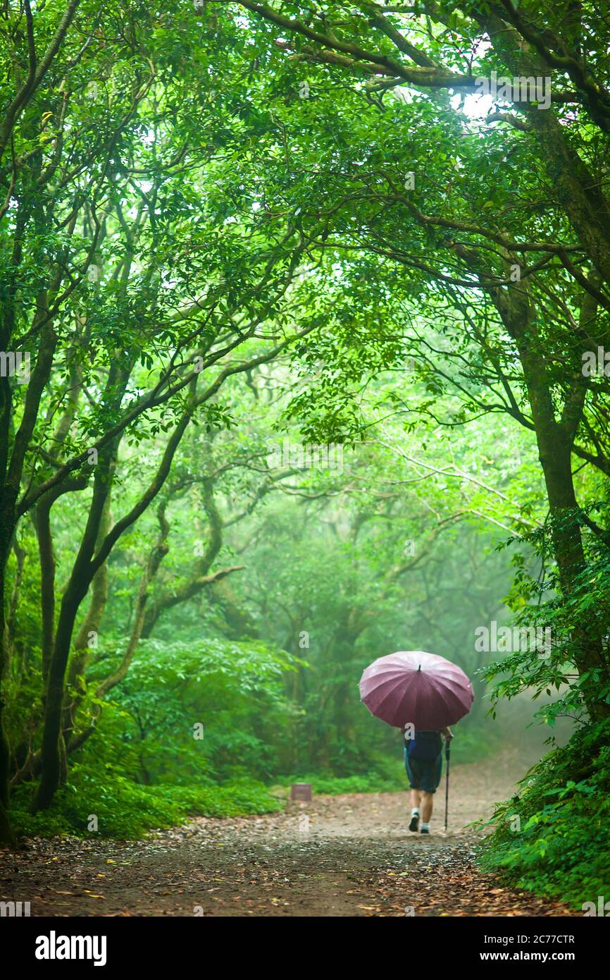 Vue verticale d'une personne tenant un parapluie rouge marchant sur le sentier de montagne au parc national de Yangmingshan, Taipei, Taiwan. Banque D'Images