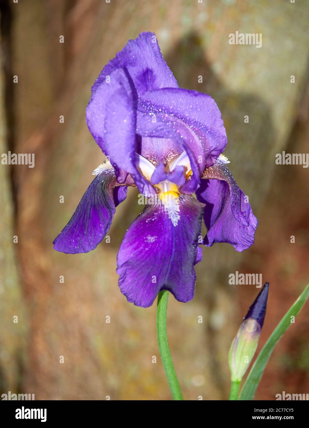 Iris barbus Banque D'Images