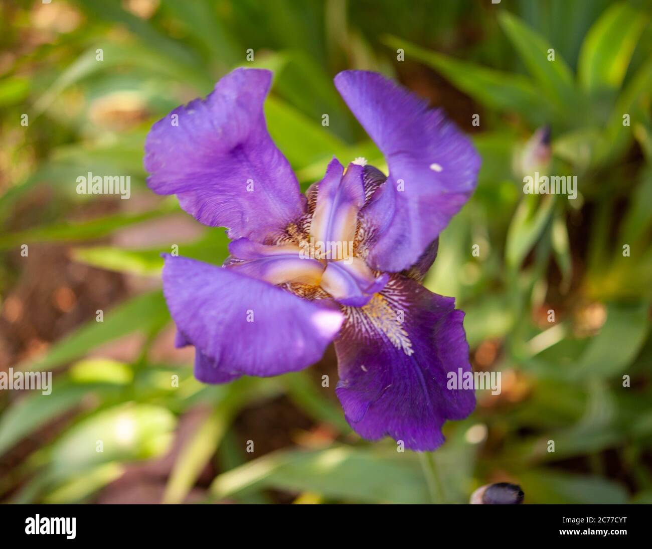 Iris barbus Banque D'Images