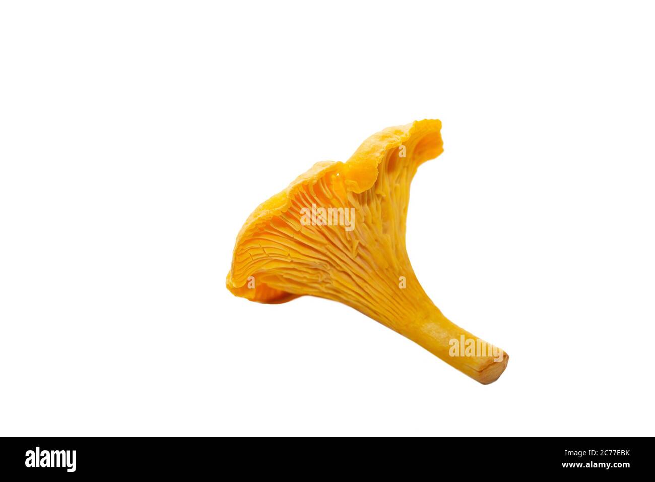 Chanterelle orange vif sur fond blanc. Un champignon chanterelle isolé sur fond blanc Banque D'Images