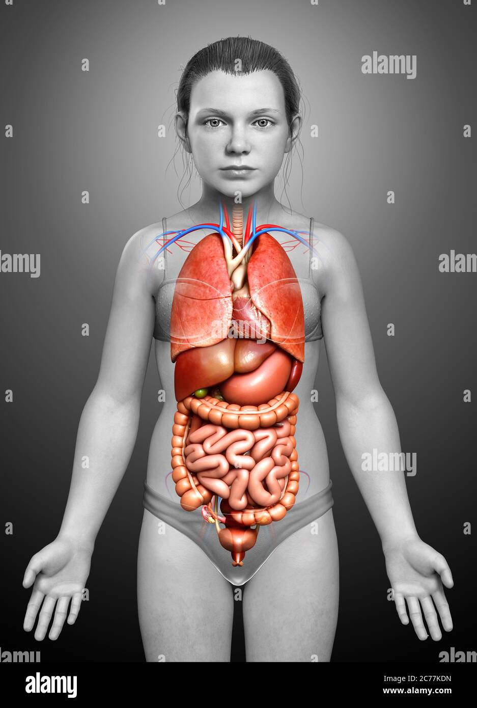 3d rendu médicalement précis illustration des organes internes de jeune fille Banque D'Images