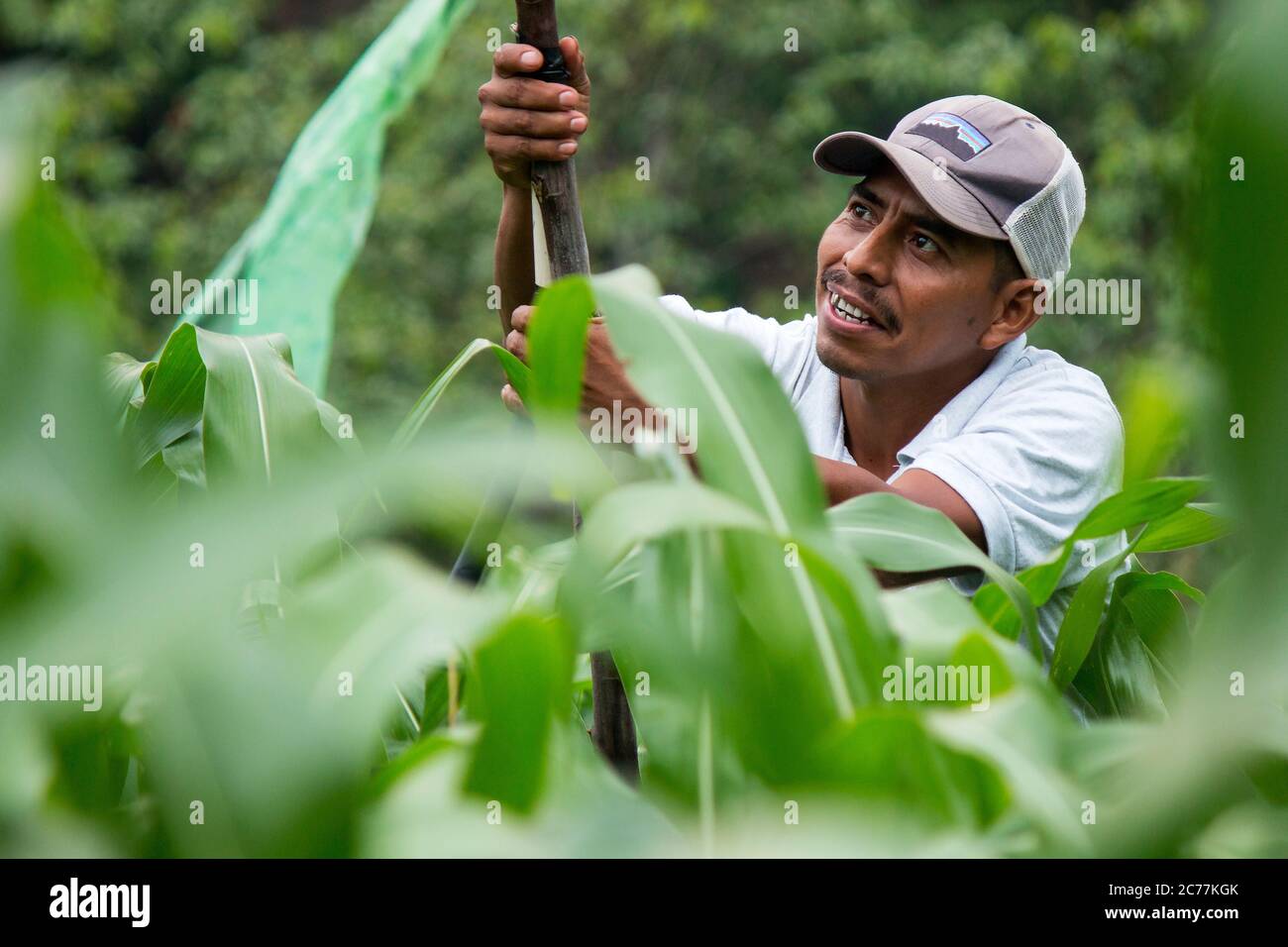 Agriculteur à l'intérieur d'un champ de maïs réparant son système d'irrigation de l'eau Banque D'Images