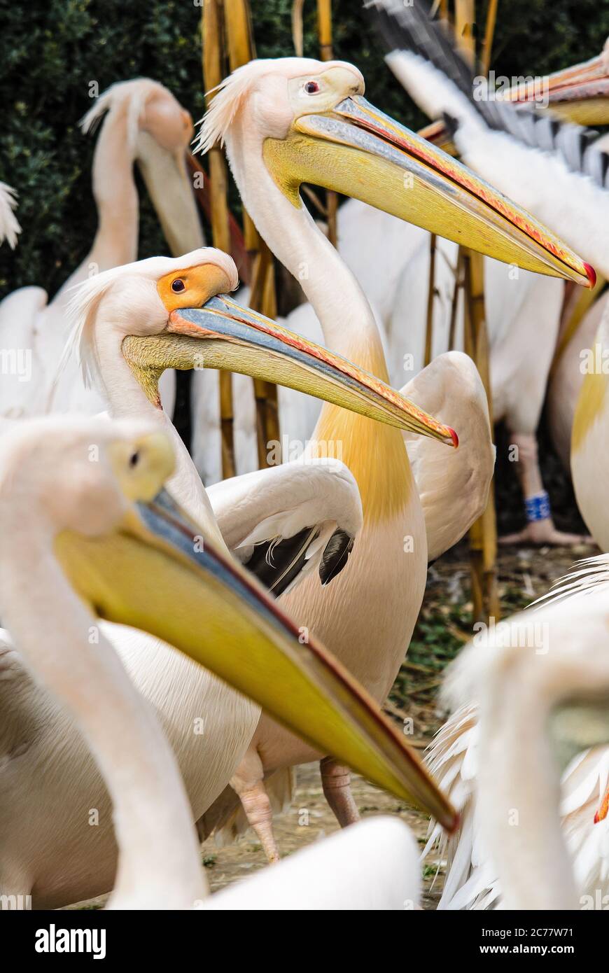 Grande Pélican blanc - Pelecanus onocrotalus, grand oiseau de mer blanc à partir de la côte africaine, Walvis Bay, en Namibie. Banque D'Images