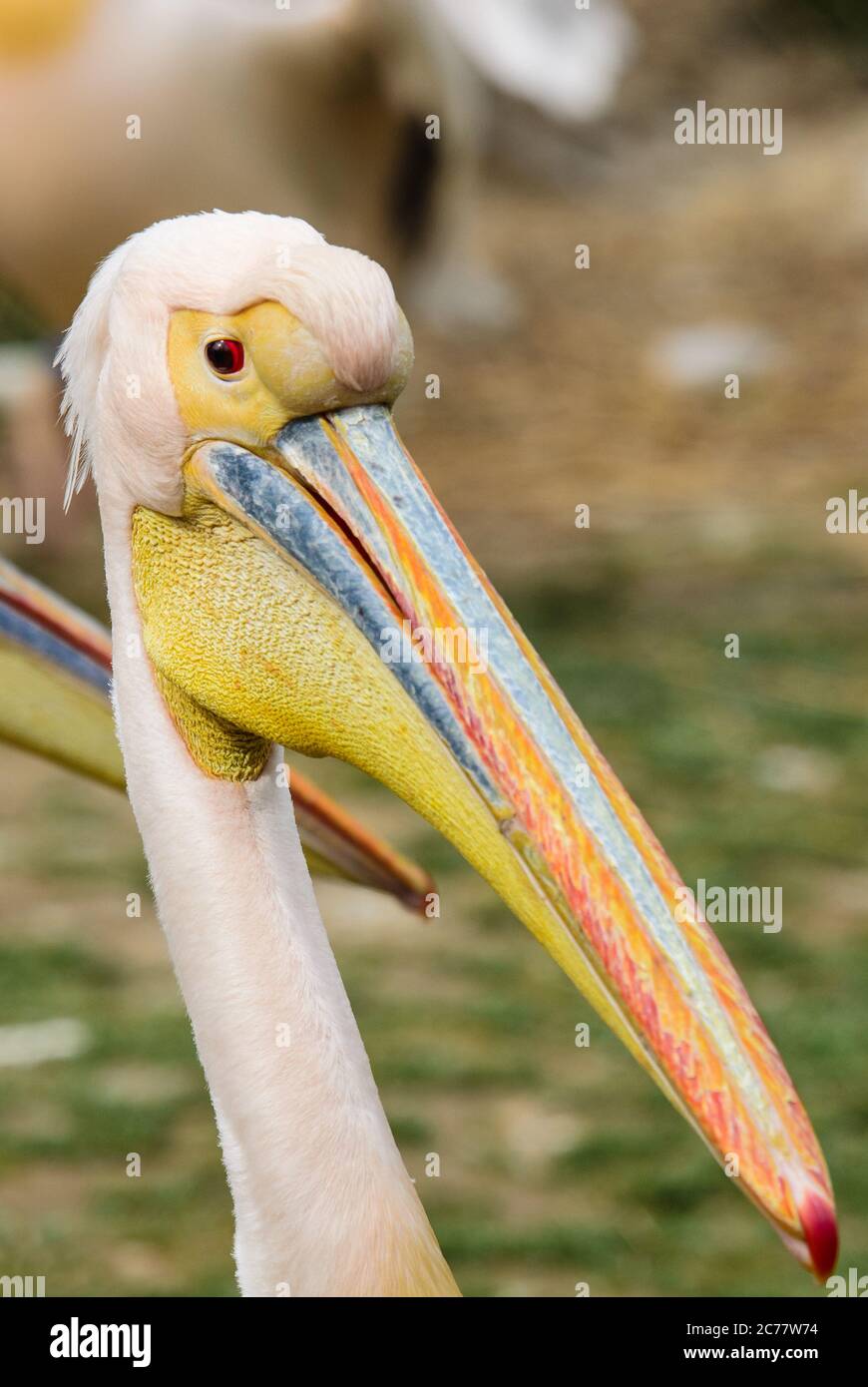 Grande Pélican blanc - Pelecanus onocrotalus, grand oiseau de mer blanc à partir de la côte africaine, Walvis Bay, en Namibie. Banque D'Images