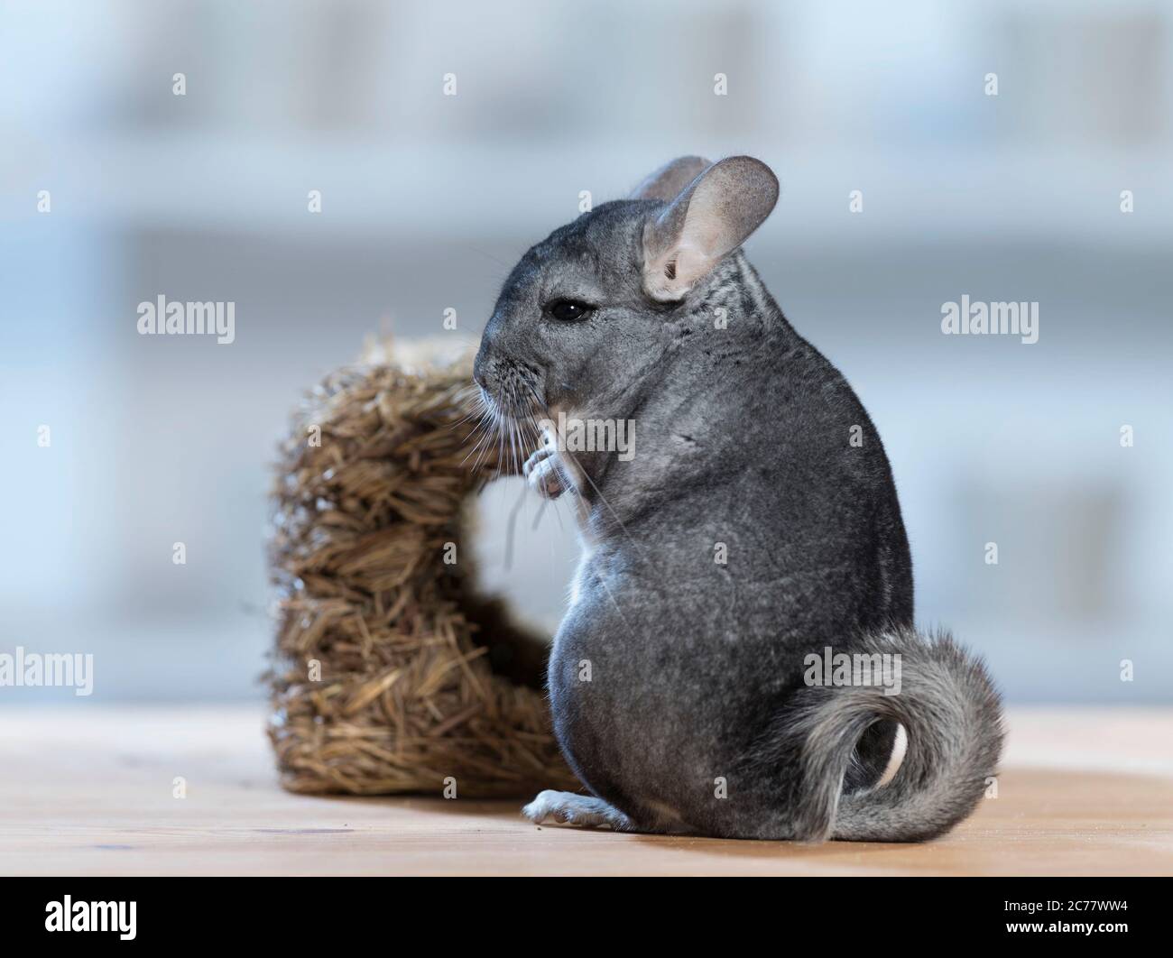 Chinchilla (chinchilla chinchilla). Adulte assis sur une table. Allemagne Banque D'Images