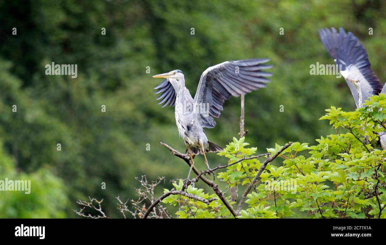 Héron gris à la recherche de nourriture au lac Banque D'Images