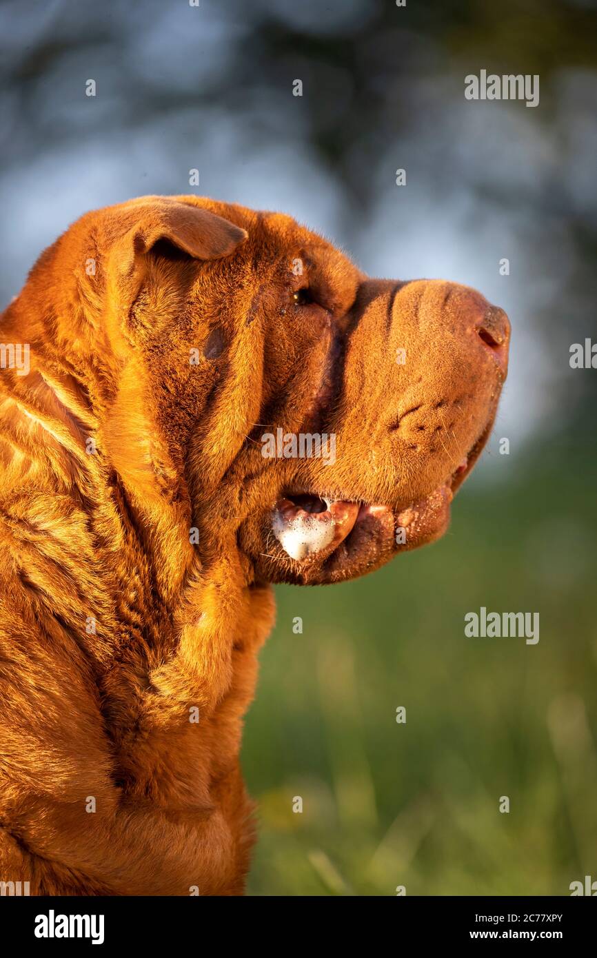 Shar-Pei chinois. Portrait du chien adulte. Allemagne Banque D'Images