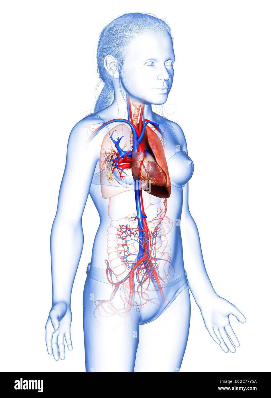 illustration médicale précise d'une anatomie pulmonaire de jeune fille rendue en 3d Banque D'Images