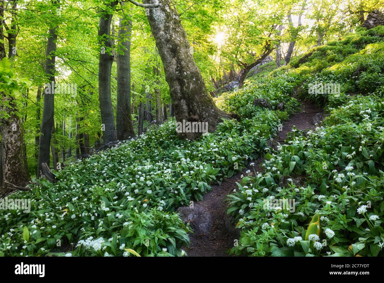 Ail blanc dans la forêt de printemps avec chemin, fleurs sauvages Banque D'Images