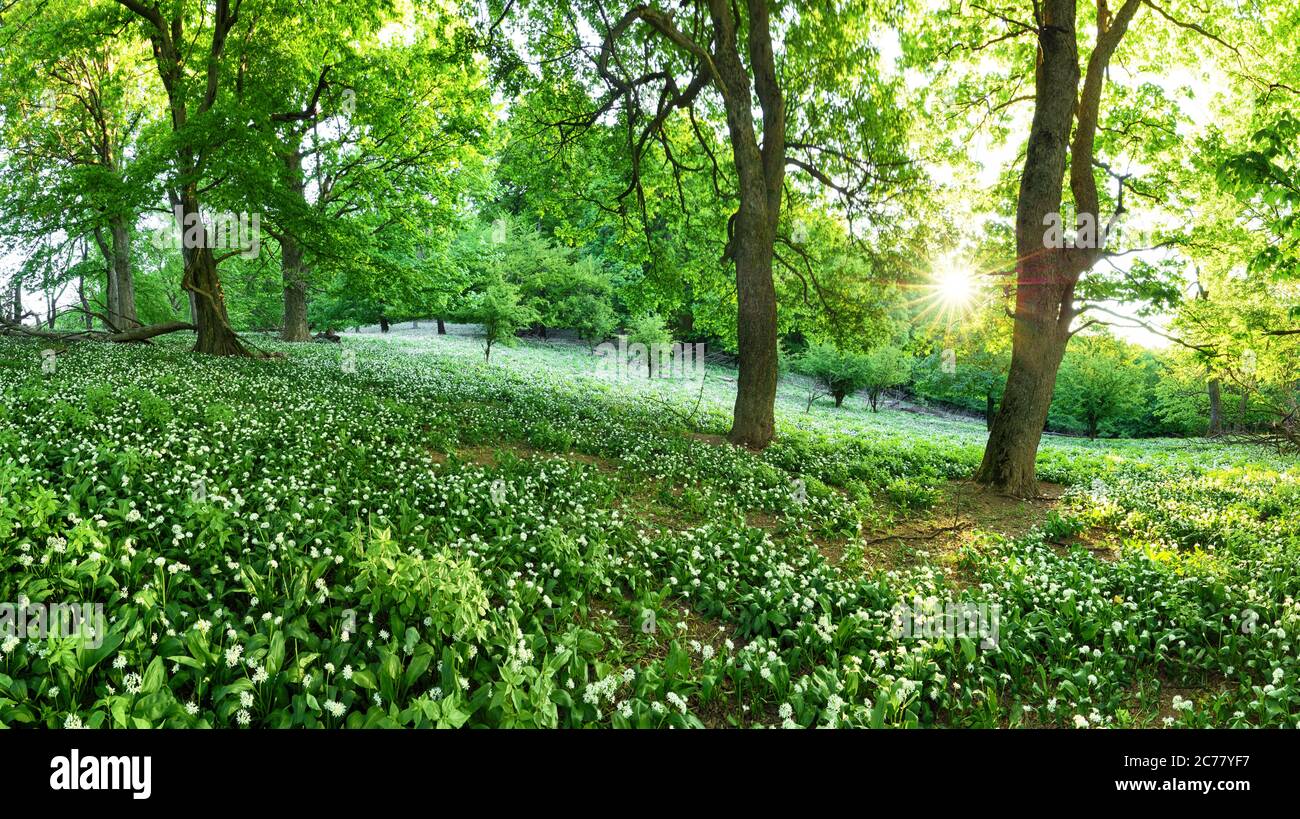 Paysage vert de forêt avec arbre et fleurs blanches ail, Slovaquie Banque D'Images