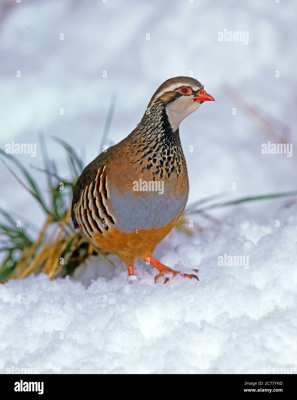 Partridge à pattes rouges (Alectoris rufa). Adulte debout dans la neige. Norfolk, Angleterre Banque D'Images