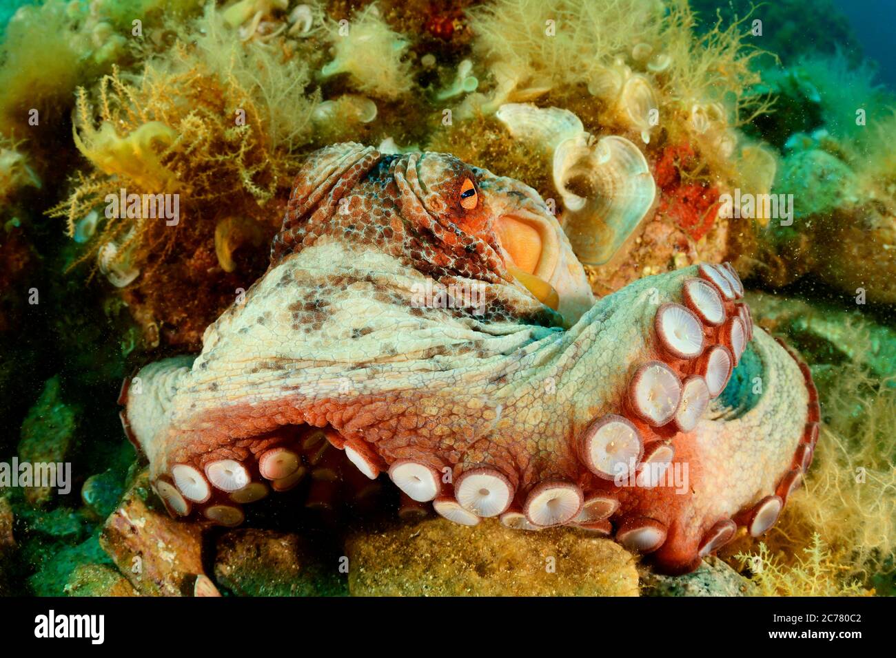 Optopus commun (Otopus vulgaris), Tamariu, Costa Brava, Espagne, Mer méditerranée. Banque D'Images