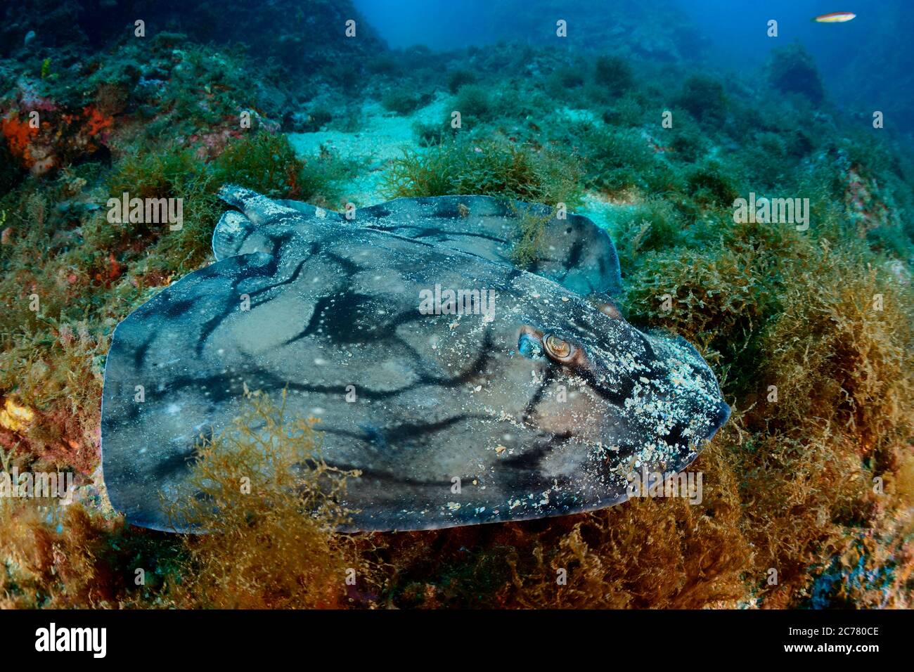 Raies ondulées (Raja undulata) sur le fond de la mer Tamariu, Costa Brava, Espagne, Mer méditerranée Banque D'Images